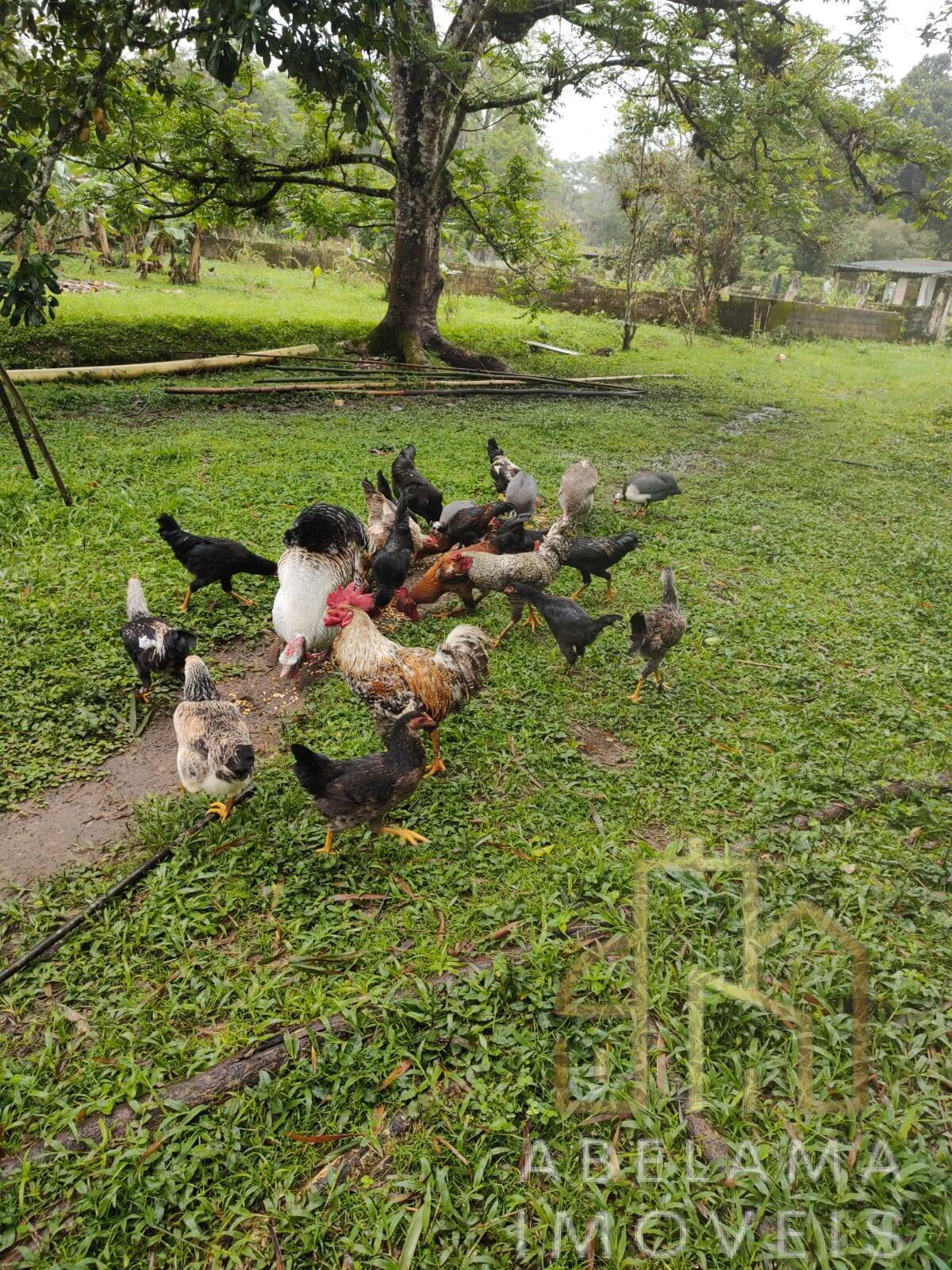 Chácara à venda com 3 quartos, 15000m² - Foto 28